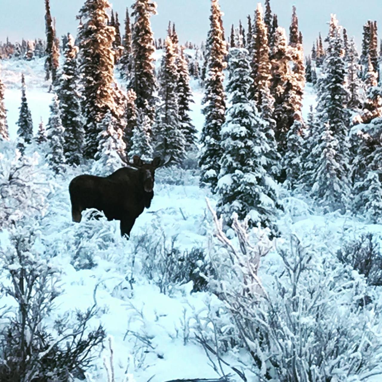 גלנאלן Lake Louise Lodge, Alaska מראה חיצוני תמונה